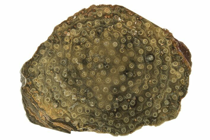 Polished Fossil Rugose Coral Slab - Morocco #259786